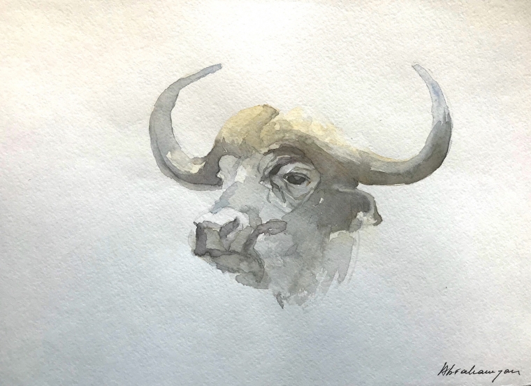 Buffalo, Bison Watercolor Handmade painting, signed